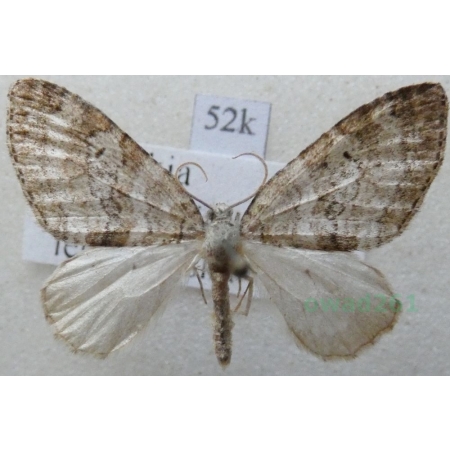 Nothocasis sertata (Hübner, 1817) Płatynka jaworówka Slovakia52k